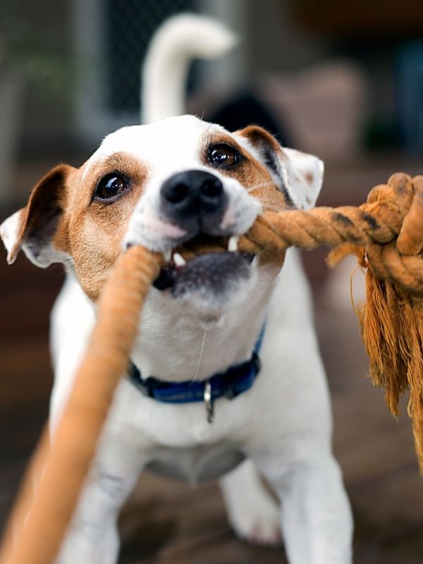 Dog playing with rope