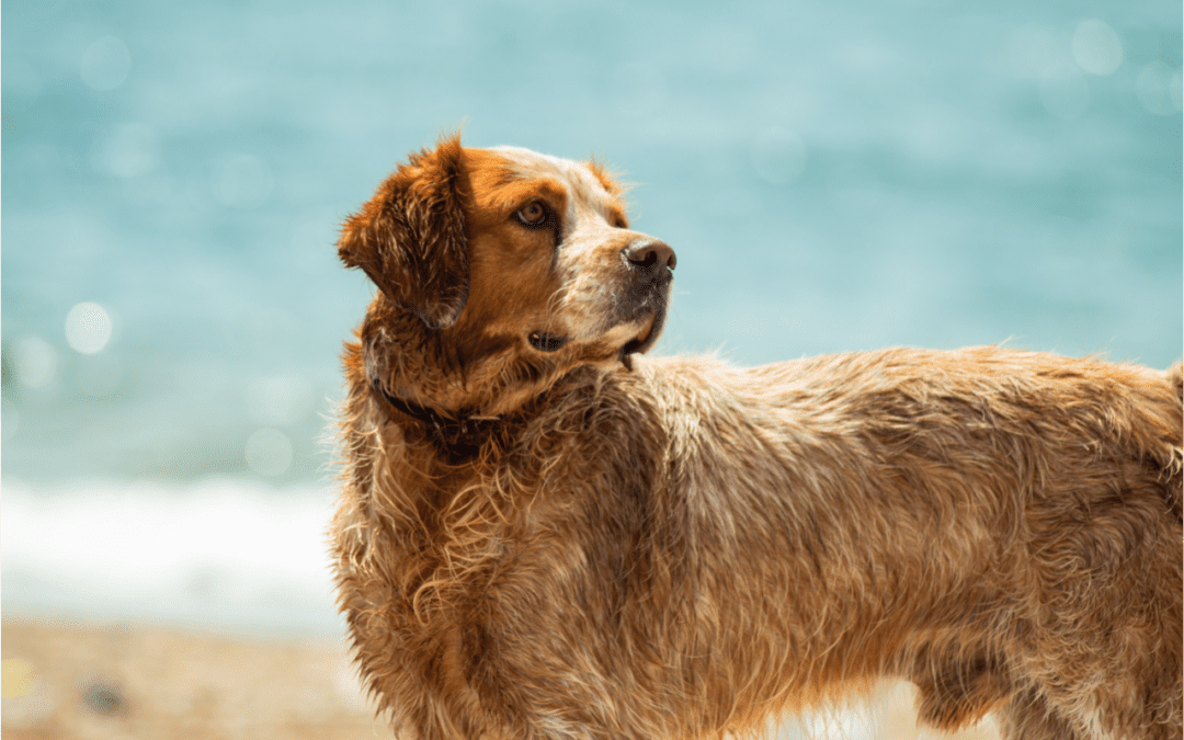 Dog standing at the beach