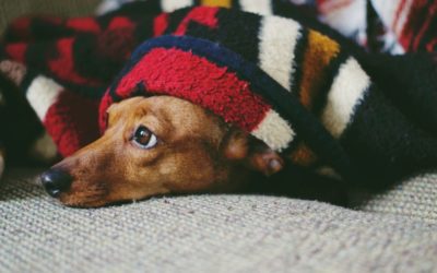 4 Tips To Help Your Senior Pet With Seasonal Changes