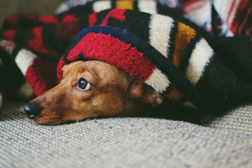 Dog laying under blanket