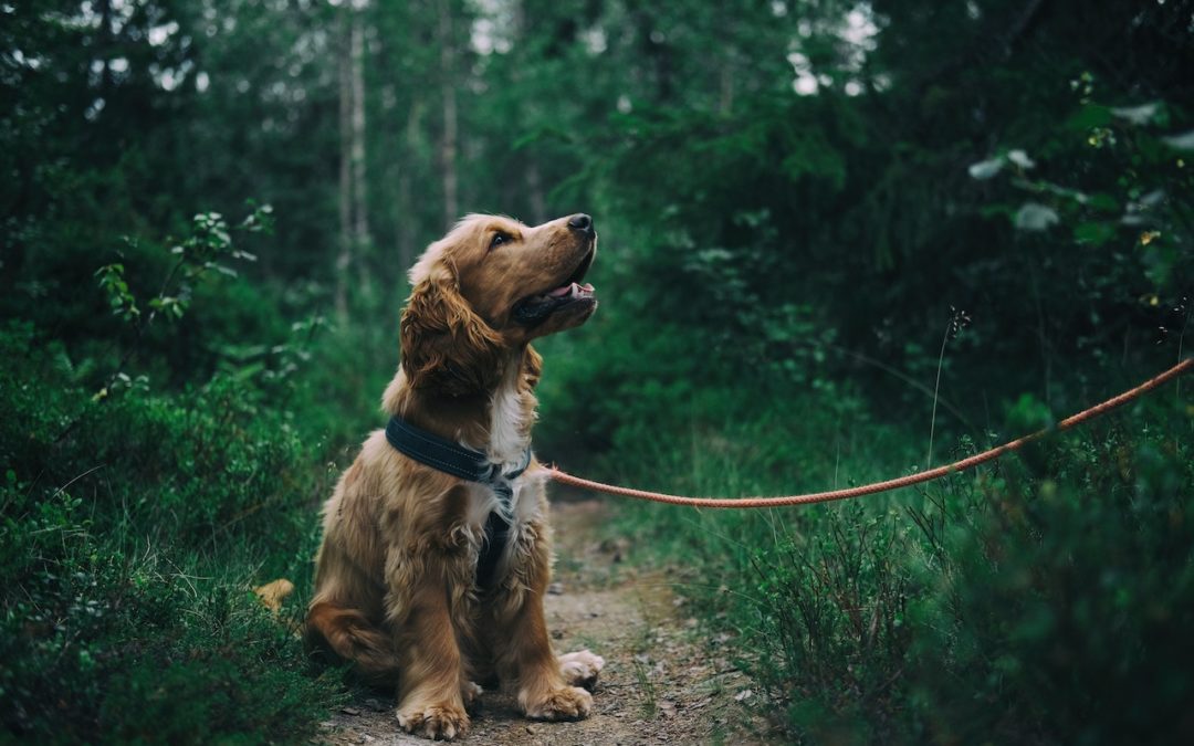dog on a leash in the woods