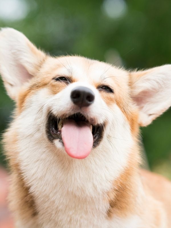 Dog smiling