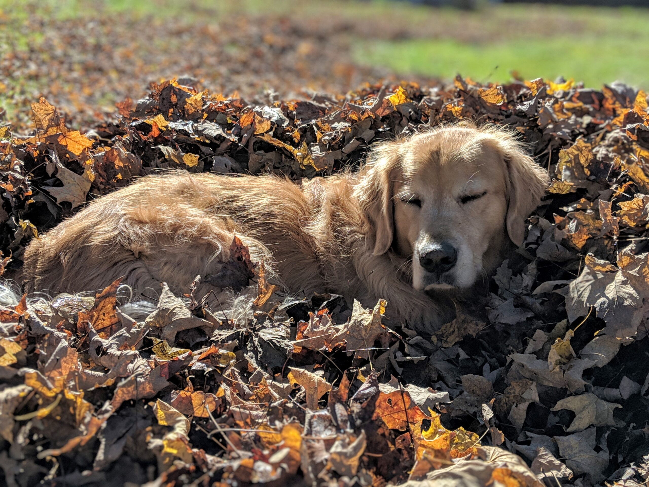 Dogs in Leaves Photo (Calm Tone)