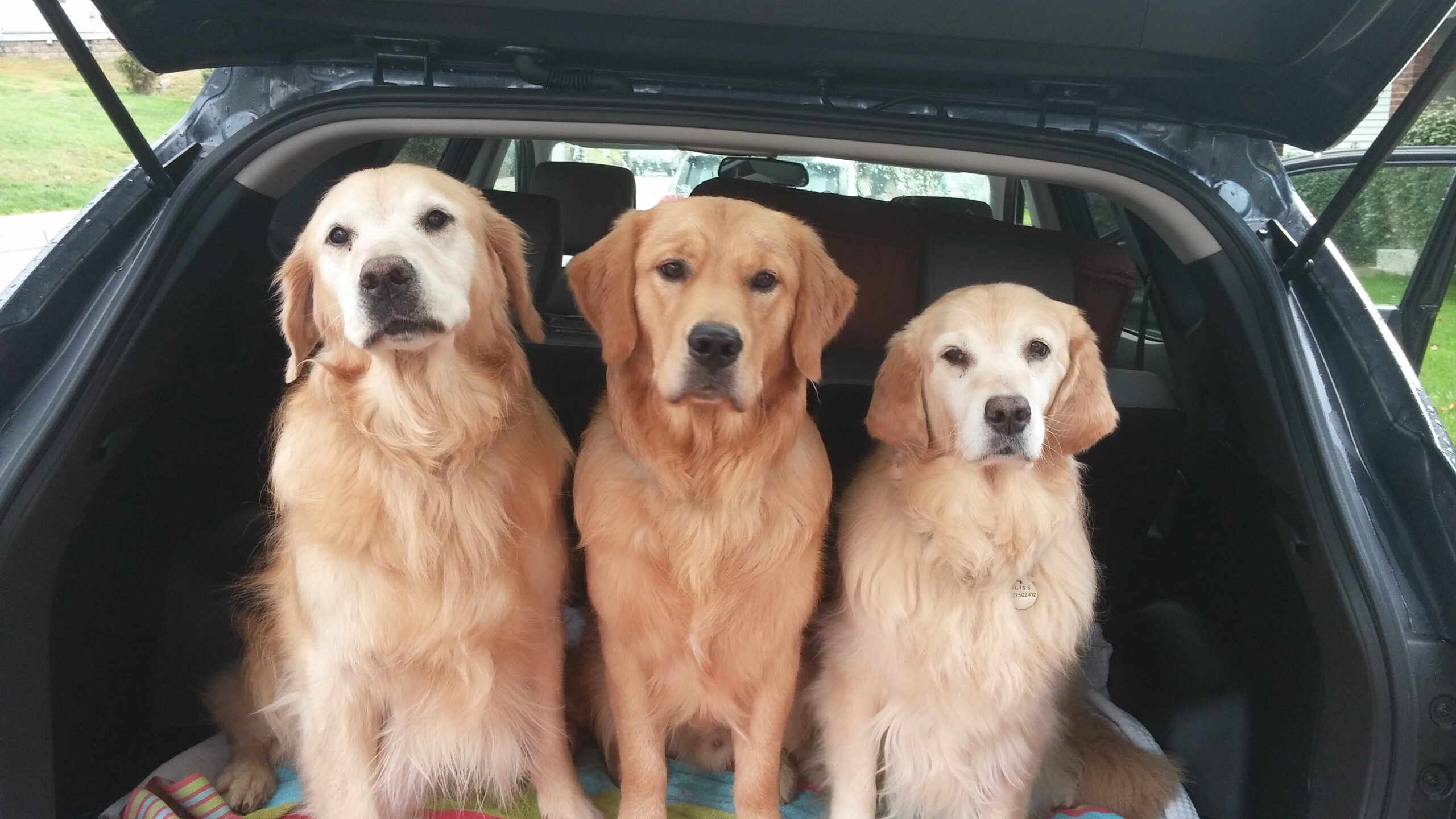 Three Golden Retrievers in Car Trunk