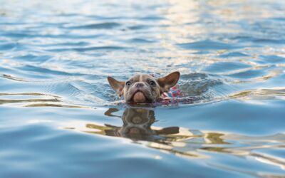 5 Swimming Safety Tips for Pets